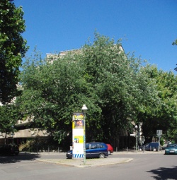 Baum-250