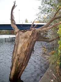 baum-wasser-200