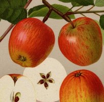 geheimrat_oldenburg-200