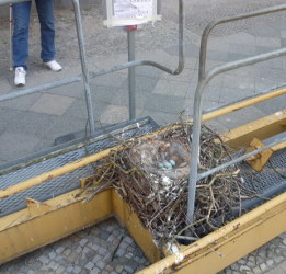 nest-250