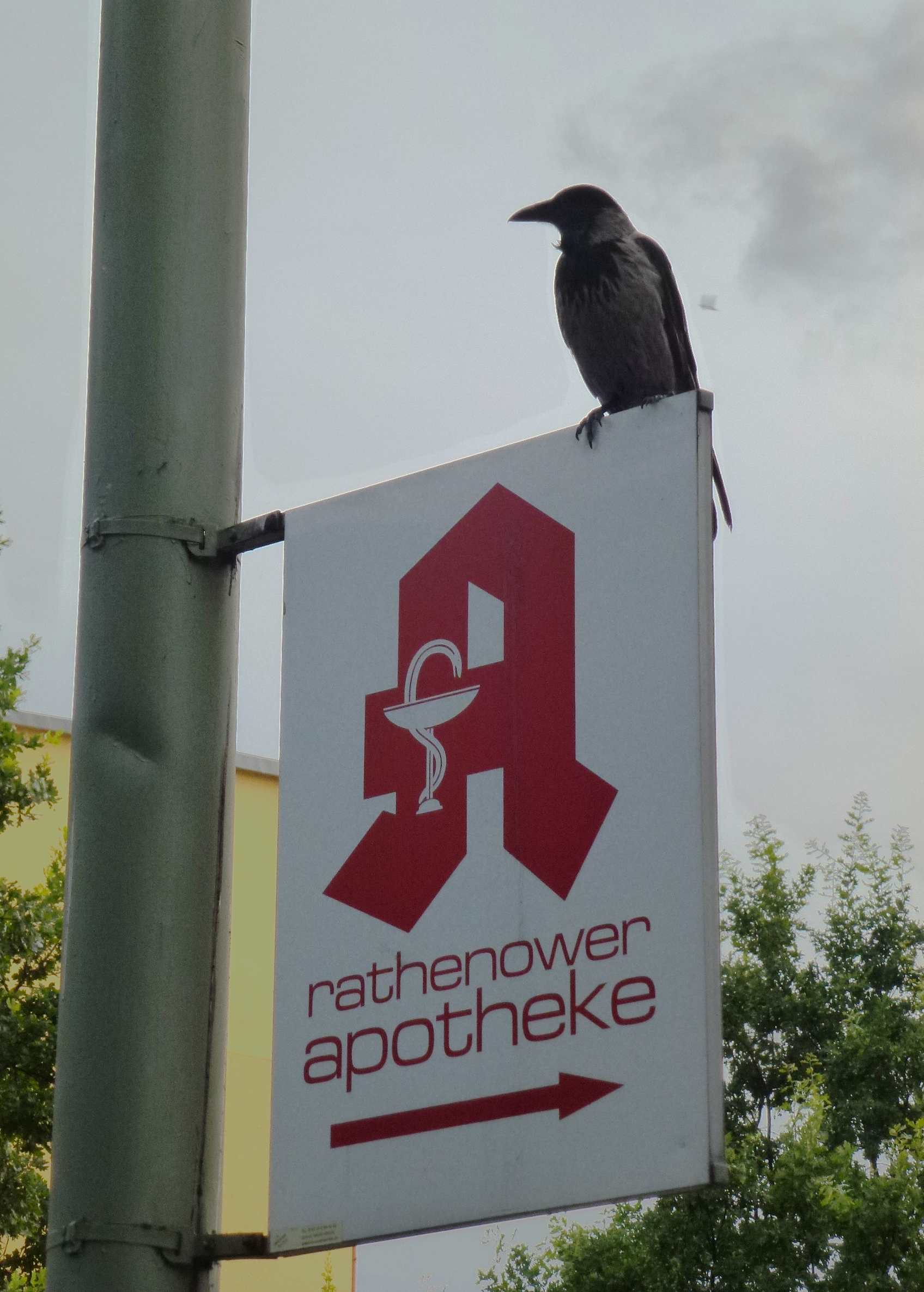 RathenowerApoRabe_byR@lf
