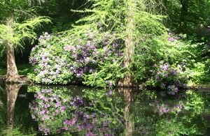 rhodo-250