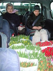 tulpen-auto-250 tulpen-auto-250
