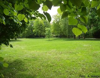 Wiese_kl-Tiergarten-250