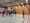 Basketball und noch viel mehr