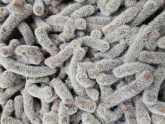 mimi ferments – Fermentation und Kunst
